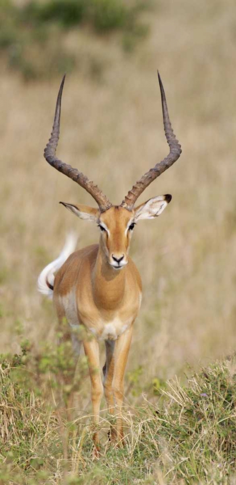 Kenya, Masai Mara Impala wagging tail